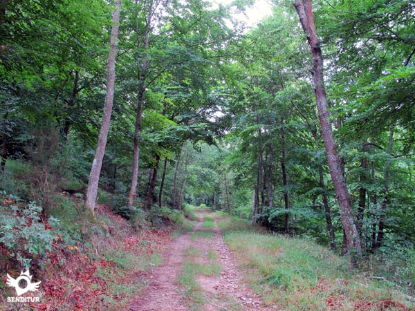 Interior del bosque
