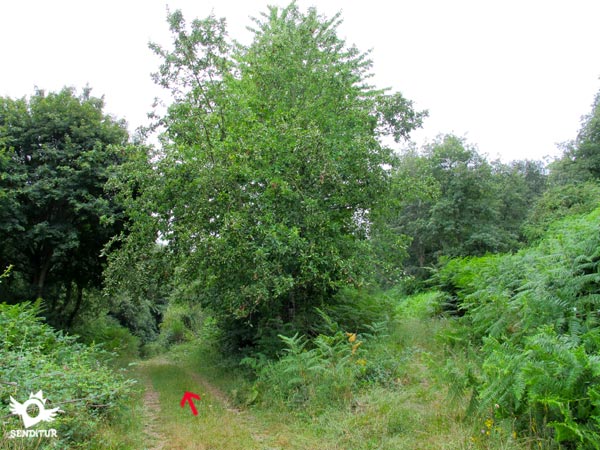 La vegetación cubre el recorrido
