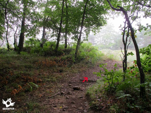 Salimos del interior del bosque