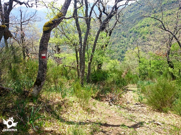 Atentos a las señales en los árboles