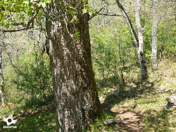 El camino recorre un bonito bosque