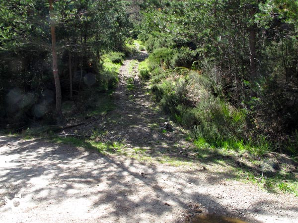 Volvemos a encontrar la pista que cruzamos para seguir al otro lado