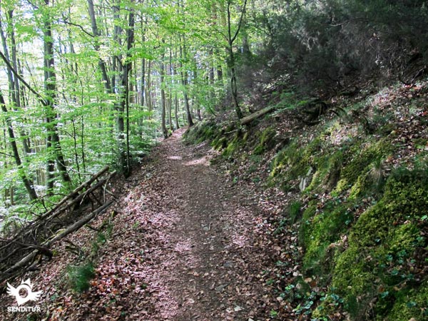 La senda recorre el bosque