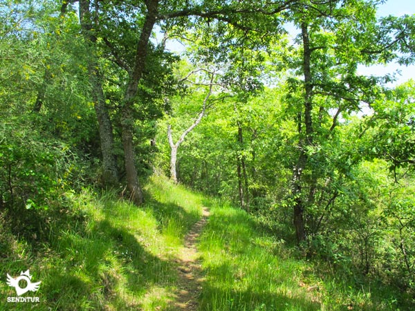 Trail through the interior of the forest