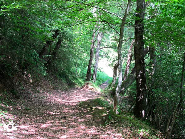 La senda sale del bosque, a la derecha el desvío que antes tomamos para subir a Suso