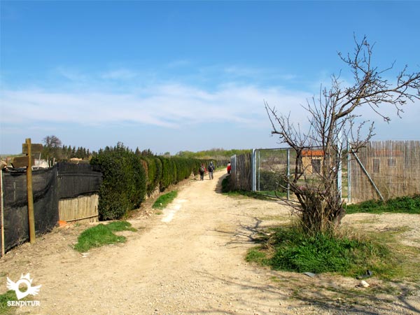 Arboretum path