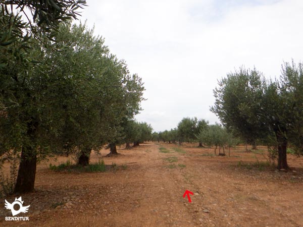 El camino casi desaparece en la finca de olivos