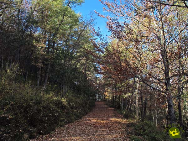 Path of the Pinewood, Hiking with the family in the Estate of Ribavellosa