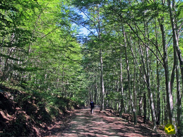 Let's go through the Aidillo Beech Forest