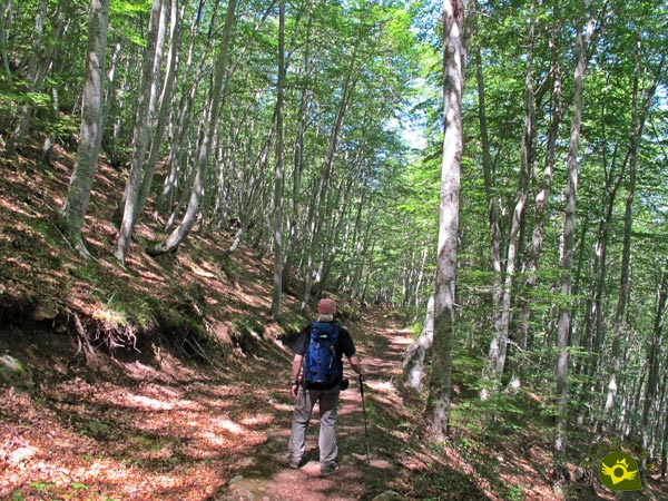 Descendemos por el bosque