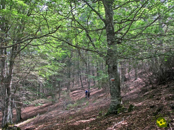 We enter one of the largest beech forests in La Rioja