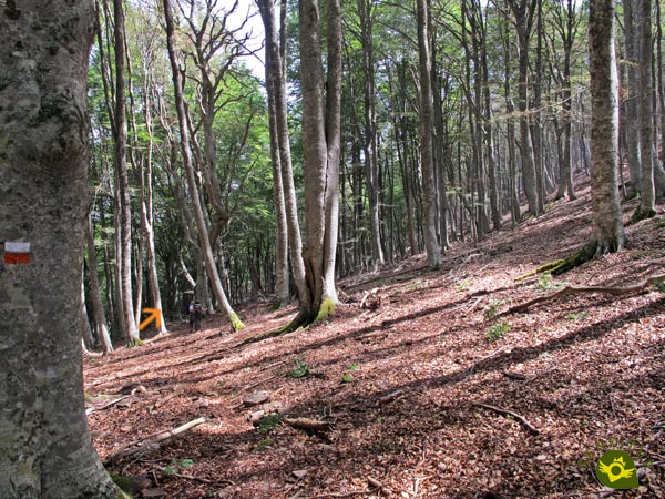 Pay attention to the marks of the path inside the beech forest