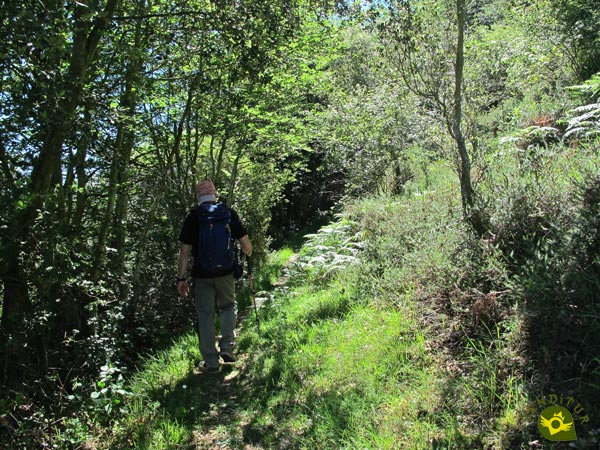 Nos vamos acercando al bosque