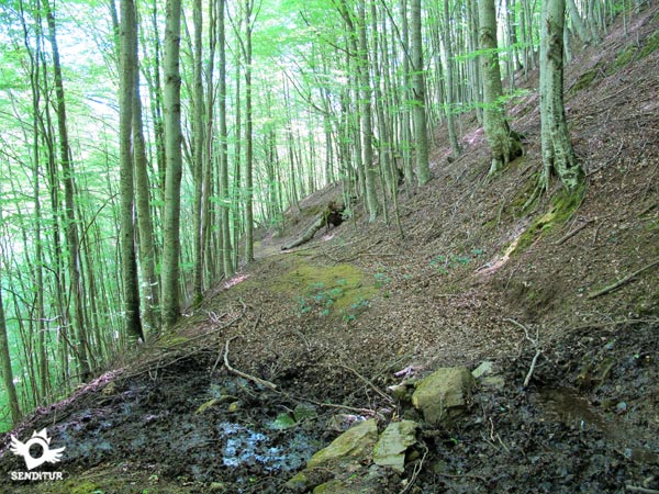 El sendero recorre un sombrío bosque de hayas