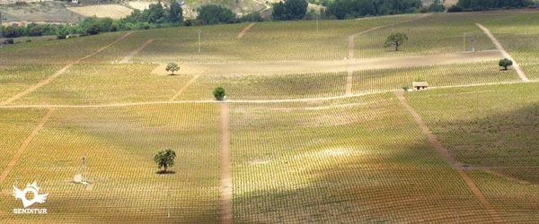 Viewpoint of the Vineyard