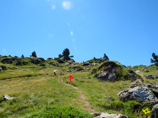 The trail is once again more marked