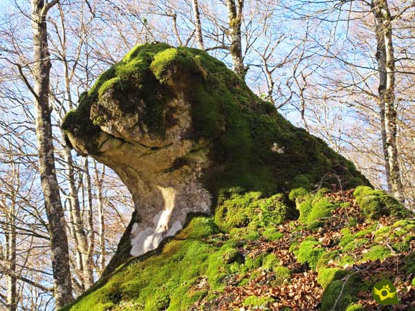 Bear's head in the enchanted forest of Urbasa