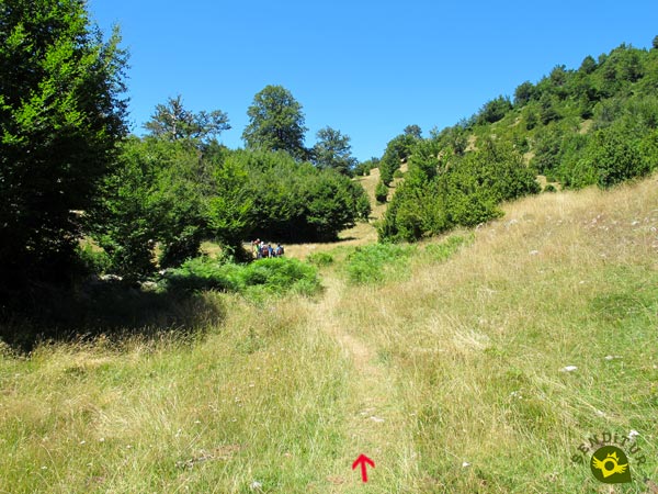 Se acabó por ahora el bosque