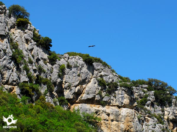 On its cliffs live a large number of vultures