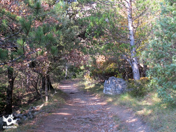 The trail goes through the interior of the forest
