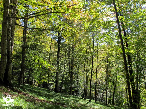 Selva de Irati
