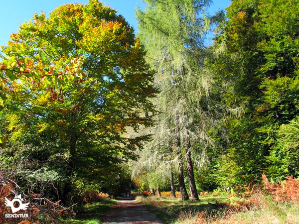 Zabaleta Forest Trail